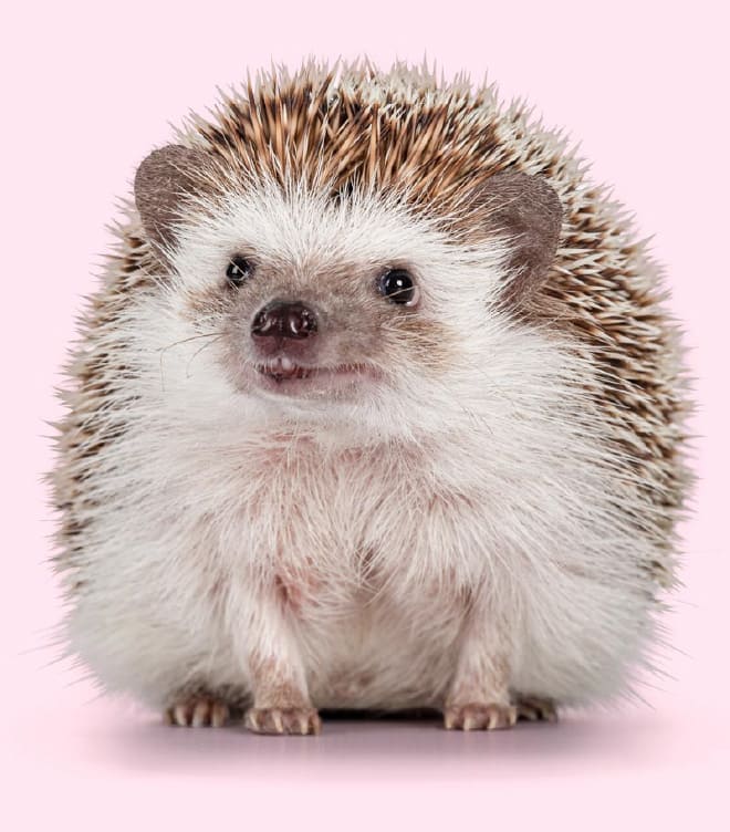 ハリネズミ